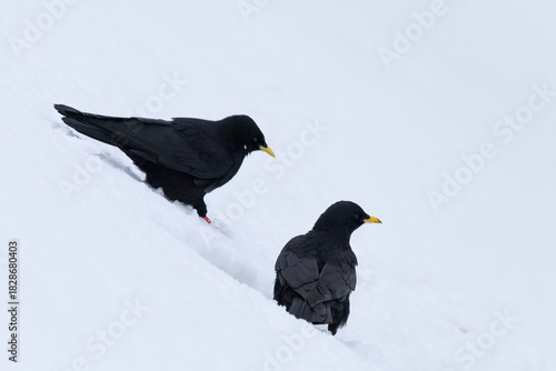 Alpine Chough (Pyrrhocorax graculus) on the Snow in a High Mountain Landscape.