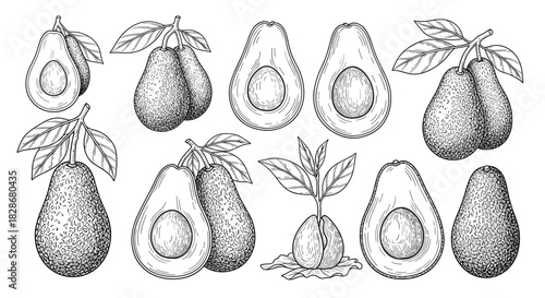 Collection of vintage-style avocado illustrations showing whole fruits slices and branches in a detailed black and white engraving style.