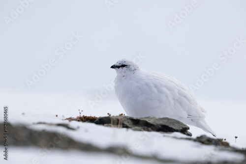 Rock Ptarmigan in Winter Plumage Blending with Snow