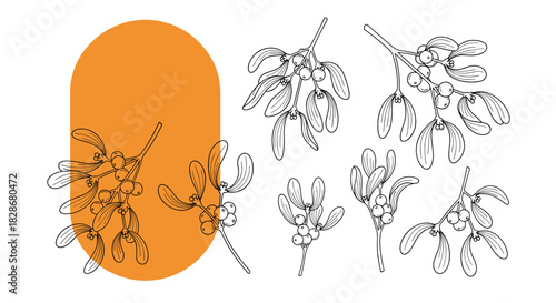 A beautiful collection of hand-drawn mistletoe branches with leaves and berries in a detailed black line art style illustration set.