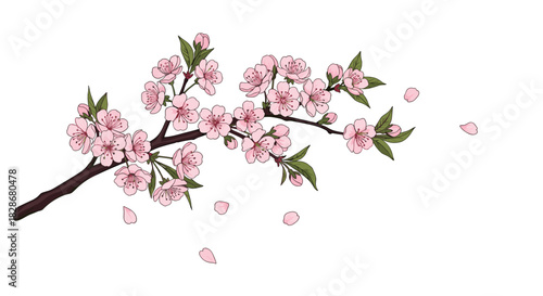 A beautifully illustrated branch of a blooming sakura tree with delicate pink cherry blossoms and falling petals isolated on a white background.