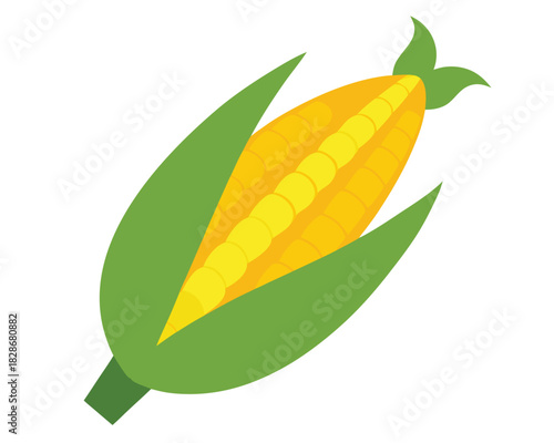 Fresh yellow corn on the cob illustration for agriculture and healthy eating designs
