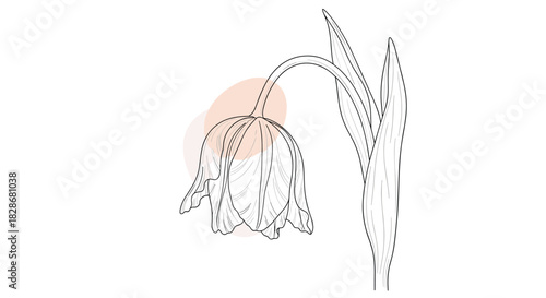 A minimalist and elegant line art illustration of a single drooping tulip flower with leaves against a soft abstract pink shape.