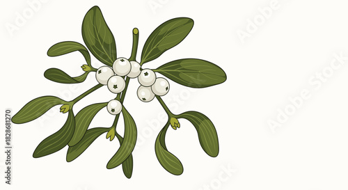 A beautifully illustrated branch of mistletoe with lush green leaves and a cluster of delicate white berries for holiday decoration.