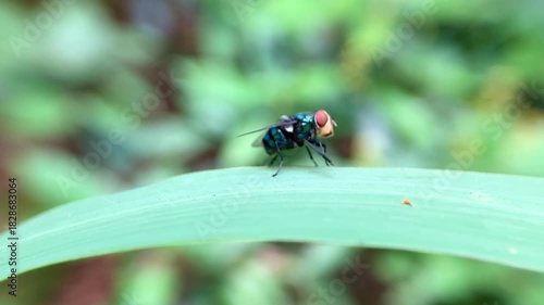 Close up macro of fly