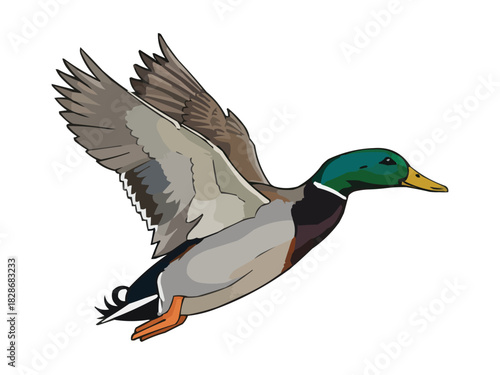 mallard flying duck vector illustration, flying duck graphic design