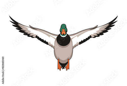 Front View mallard flying duck vector illustration, flying duck graphic design
