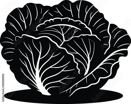 Bold black and white illustration of a fresh cabbage head with detailed leaf veins