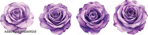 Purple rose watercolor. Violet flower illustration set isolated on white background for wedding design, greeting cards and invitations.