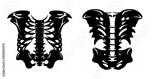 Artistic depiction of human torso ribcage and spine anatomy graphic elements