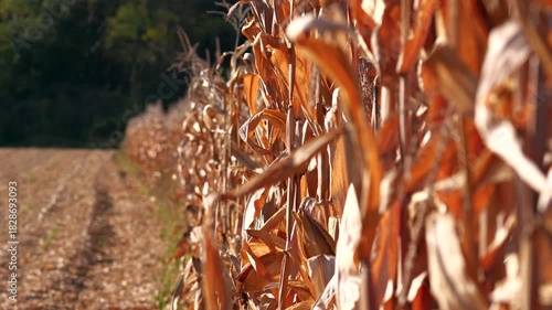 Corn ready to be harvested during autumn
