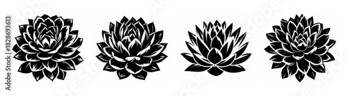 Four detailed grayscale succulent plant motifs arranged in a row showing symmetrical petal-like structures and organic forms