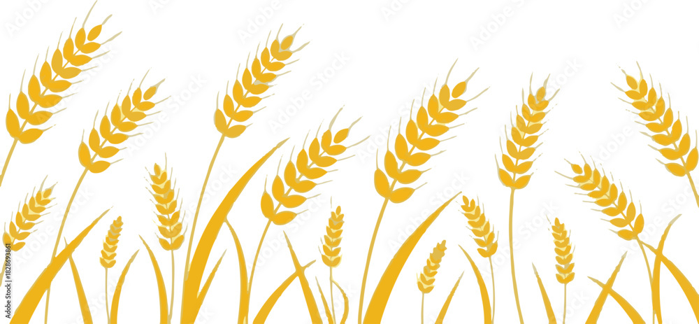 Naklejka premium Golden wheat field illustration on a white background for graphic design