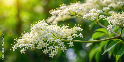 Close-up of Sambucus nigra flowers on a delicate branch in a garden setting
