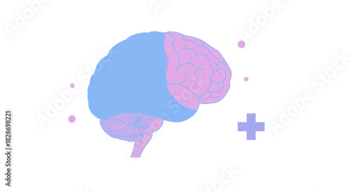 Illustration of a human brain in pastel colors highlighting cognitive