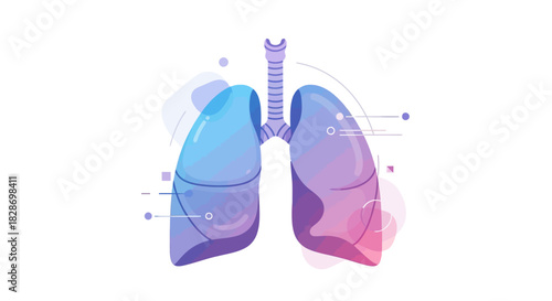 illustration of human lungs highlighting respiratory system structure and