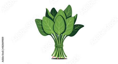 A bundle of fresh spinach is tied together ready to be used as a healthy and nutritious ingredient.