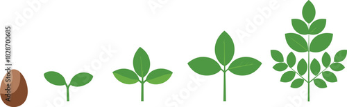 Complete Seed Germination and Plant Growth Life Cycle Diagram, Showing Stages from Initial Brown Seed to Young Green Sprout, Seedling, Developing Leaves, and Finally, a Healthy Mature Sapling, 