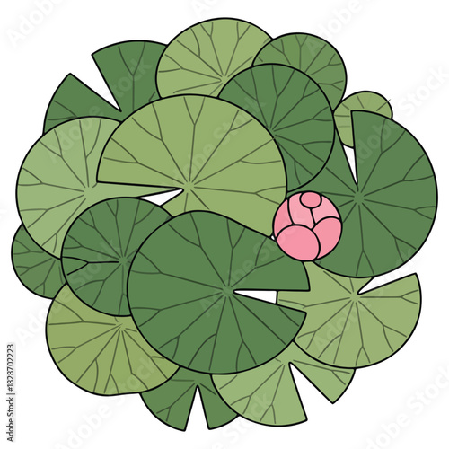 Vector illustration of serene green lily pads and a delicate pink water lily bud in a pond, top view