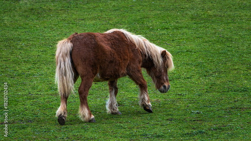 The Hispano-Breton is a heavy draft horse breed originating in Spain, developed from the crossbreeding of local Iberian mares with French Breton stallions. It is a hardy, muscular, and resilient horse