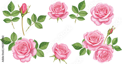 Collection of delicate pink roses and green leaves isolated on white background