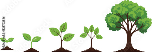 Plant Growth Stages Life Cycle Infographic Vector Illustration: Seedling Sprout Developing into a Mature Green Tree in Soil, Representing Nature, Ecology, and Environmental Sustainability.