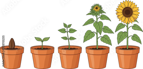 The full growth process of a sunflower plant life cycle, from tiny seed to sprout, young seedling, budding stem, and finally a beautiful, fully bloomed yellow flower in clay pots