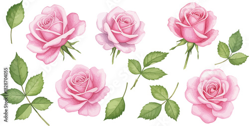 Collection of delicate pink roses and green leaves isolated on white background