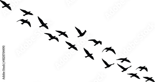 Flock of Flying Birds Silhouettes in Diagonal Formation, Black Vector Illustration Isolated on White Background for Migration, Freedom, and Travel Concepts.