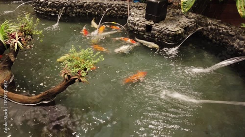 The Beautiful Interior of Koi Fish Pond in Changi Airport , Singapore.