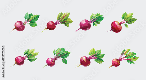 Watercolor Beetroot Vegetable Illustrations Set Against a Light Gray Background Texture