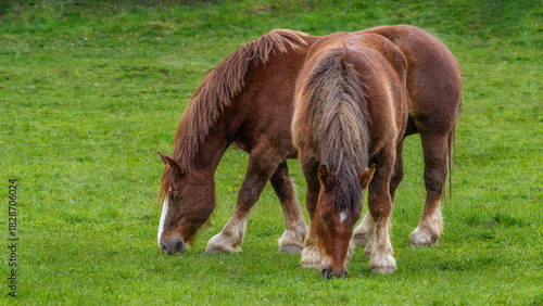 The Hispano-Breton is a heavy draft horse breed originating in Spain, developed from the crossbreeding of local Iberian mares with Breton stallions. It is a hardy, muscular, and resilient horse, ideal