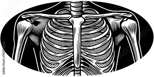 Shoulder anatomy highlighted with red pain area, showcasing intr.