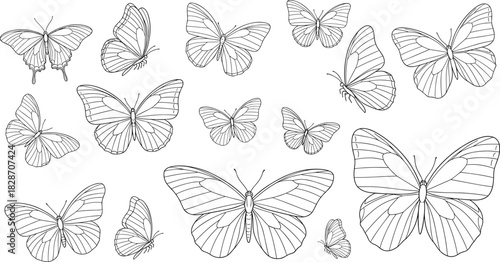 Butterfly line art set, black outline insects, wing pattern illustration, nature drawing, entomology sketch, decorative graphic