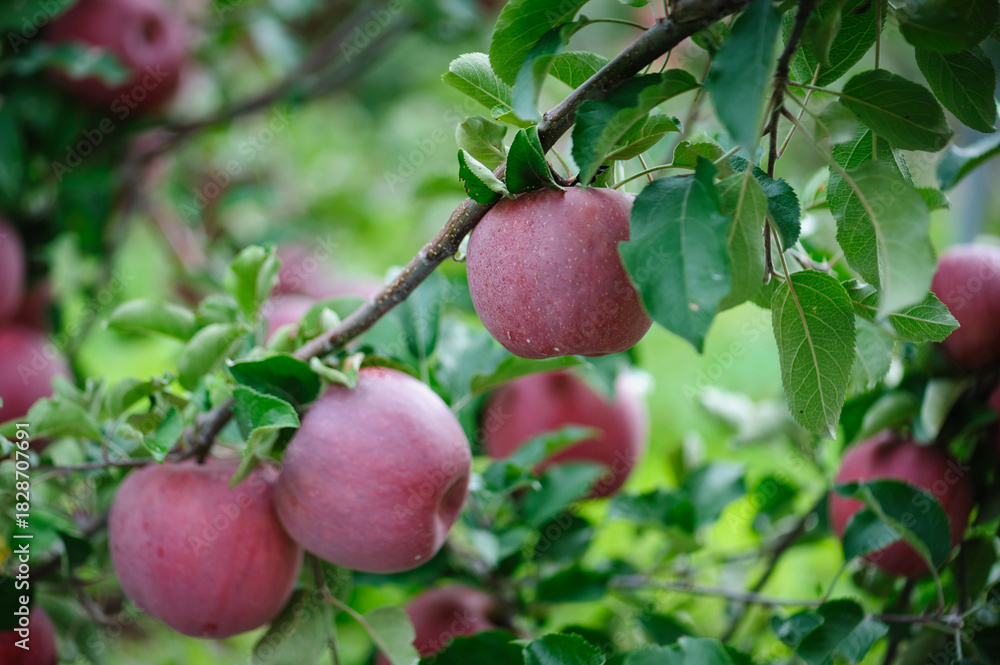 Obraz premium Red apples grow on tree in the orchard