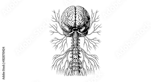 Detailed anatomical drawing of human brain and nervous system connections