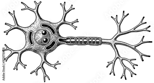 Detailed monochrome neuron diagram showcasing complex dendritic structures