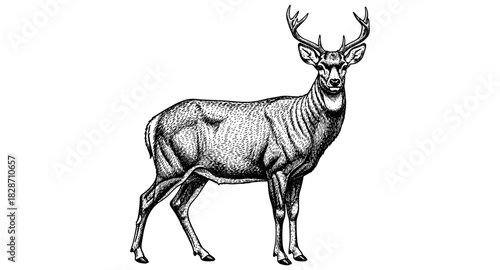 Detailed deer in classic ink style with majestic antlers