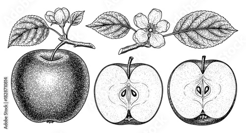 Detailed botanical drawing of apple and flower with leaves in vintage style