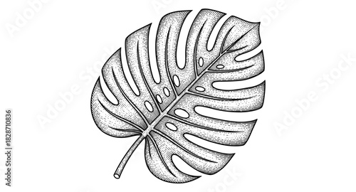 Detailed monstera leaf art: hand drawn tropical nature design