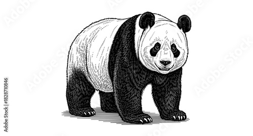 Intricate black and white panda in detailed sketch style