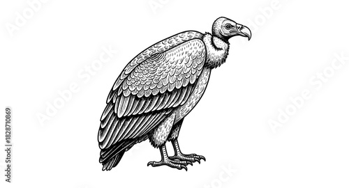Detailed black and white drawing of vulture in side view