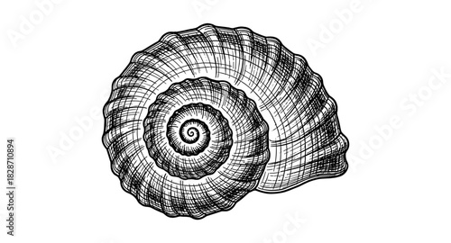 Intricate spiral seashell artwork in detailed line art style on white background