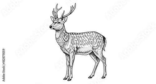 Intricate engraving style deer with majestic antlers in profile