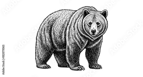 Detailed hand drawn grizzly bear art highlighting intricate fur patterns and realistic details