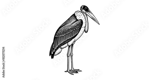 Detailed monochrome drawing of marabou stork in standing pose