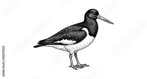 Detailed black and white bird sketch with intricate feather patterns