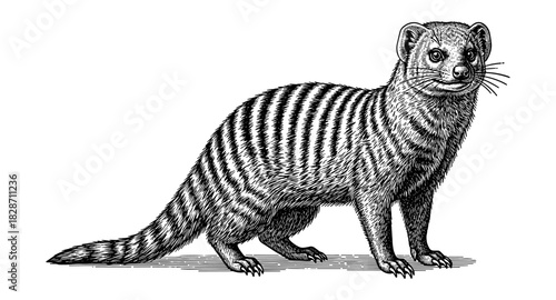 Detailed black and white engraving of a mongoose with striped fur