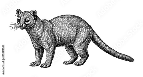 Detailed engraving of a fossa standing in profile with tail extended