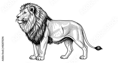 Intricate hand drawn lion standing proudly with detailed mane